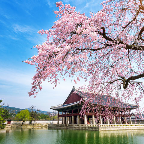 Gyeongbokgung-Palast in der Kirschblüte © Tawatchai Prakobkit, Dreamstime.com